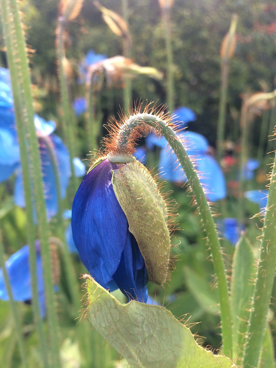 himalayan blue poppy poppy papaver free photo