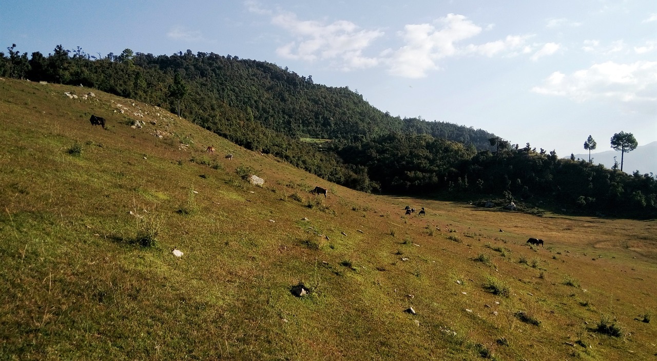himalayan grassland pasture mountain free photo