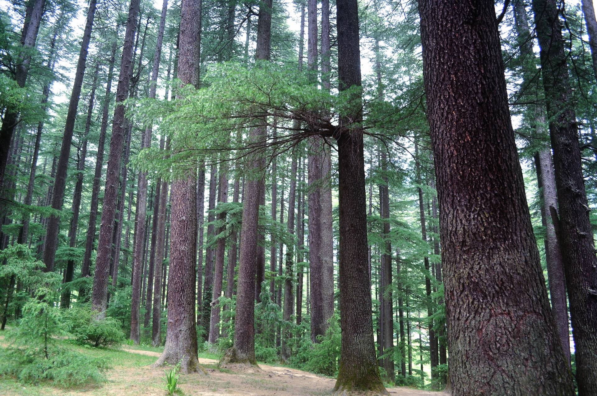 forest pine trees free photo