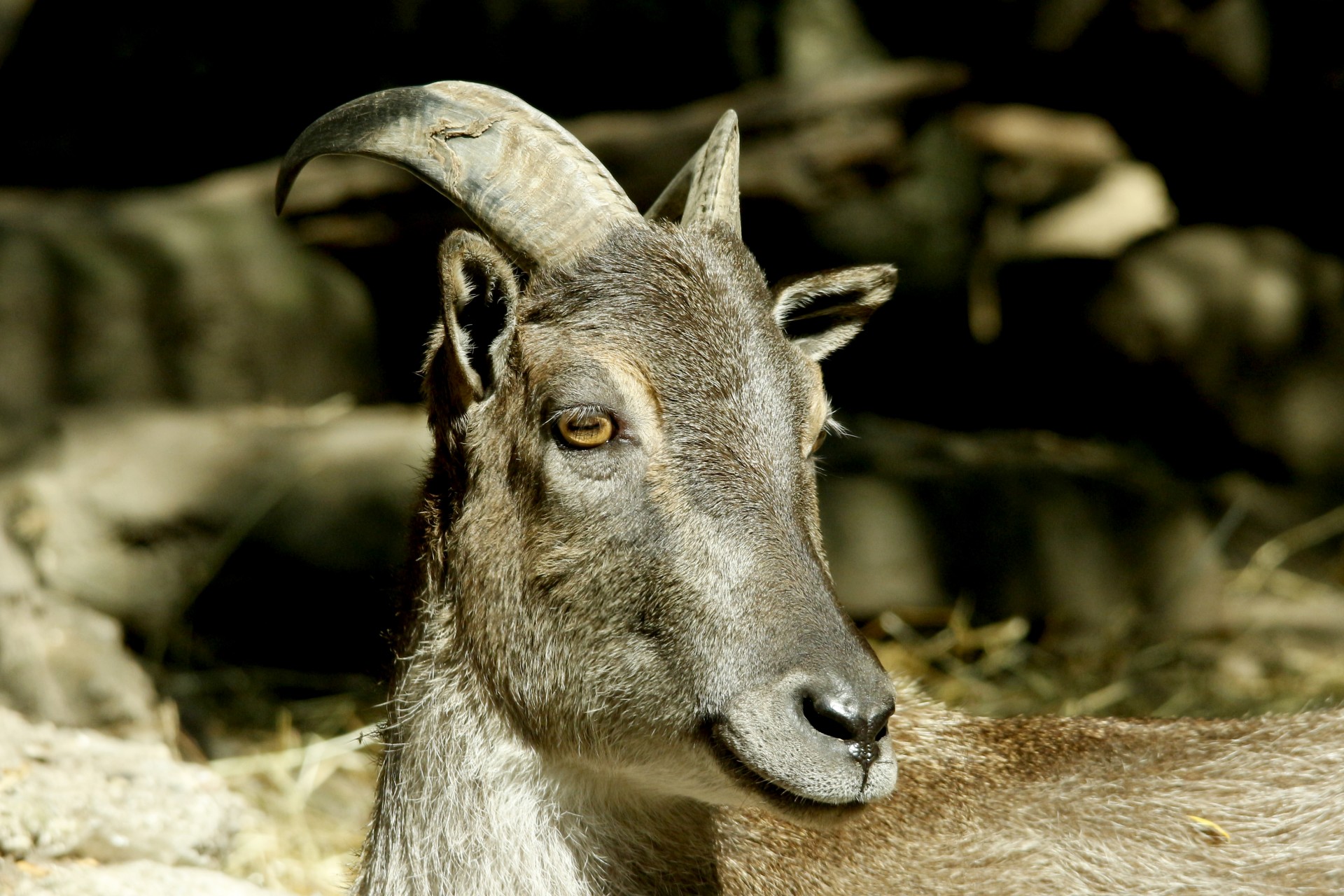 tahr wild goat horns free photo