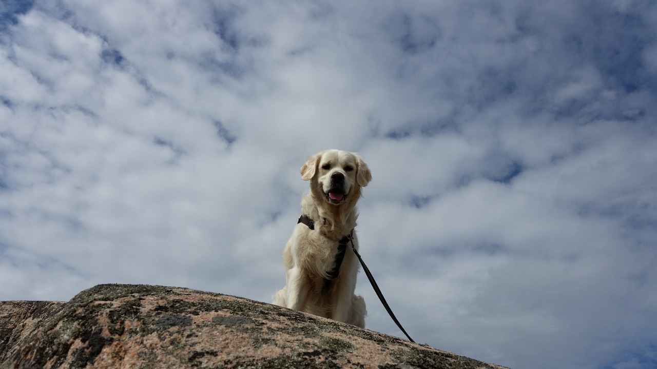 himmel dog bohuslän free photo