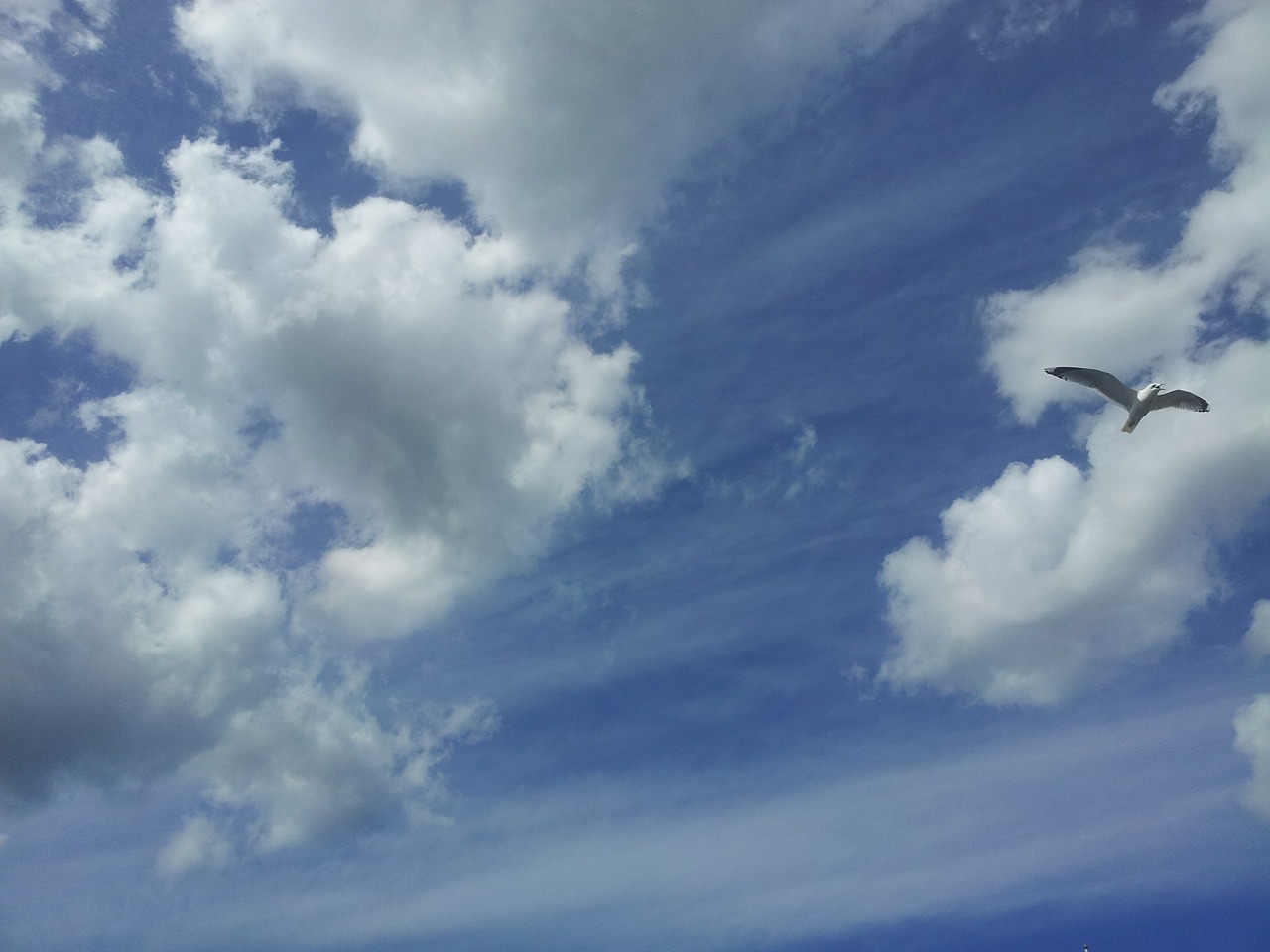 himmel cloud bird free photo