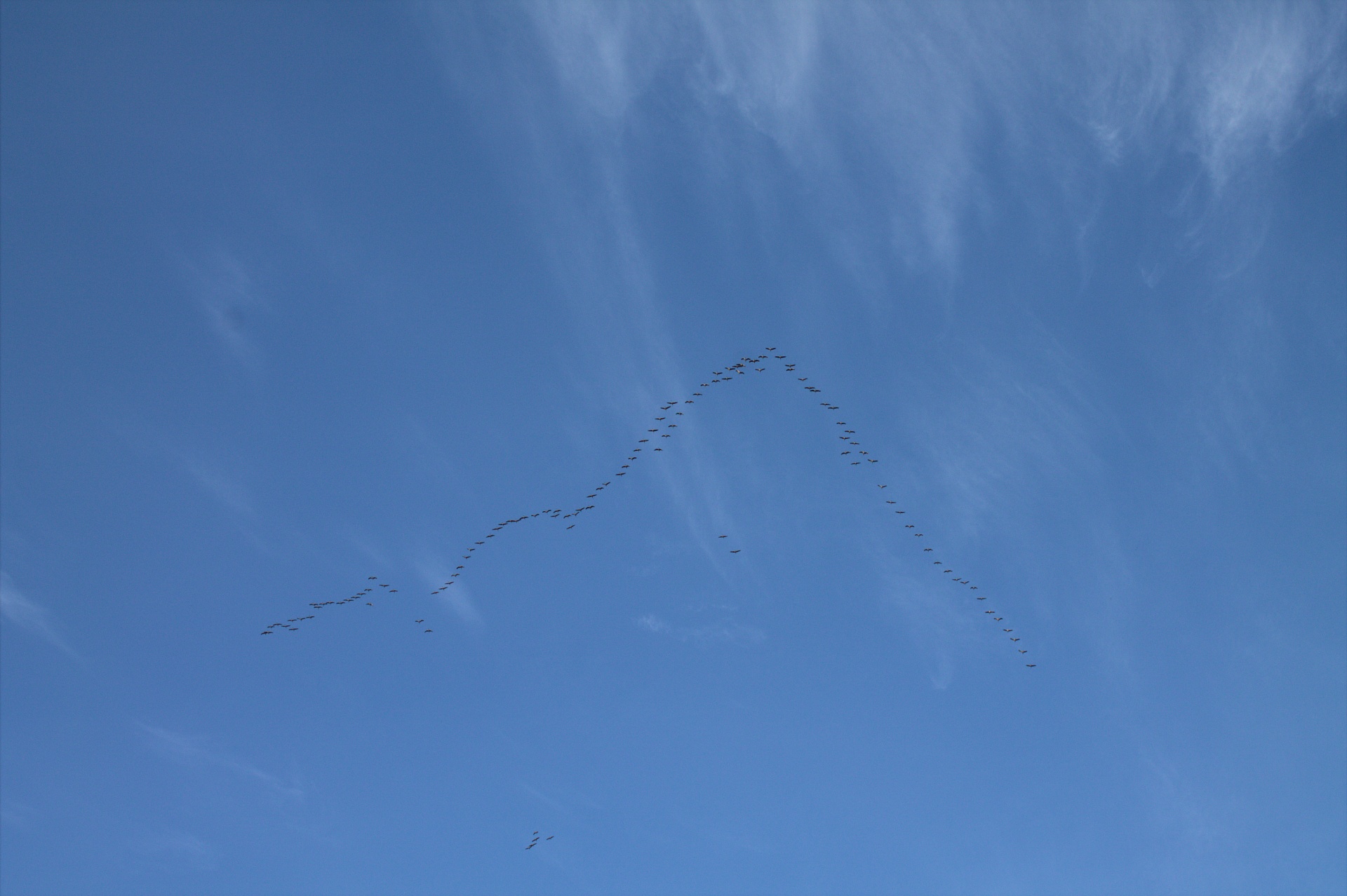 birds formation relaxation free photo