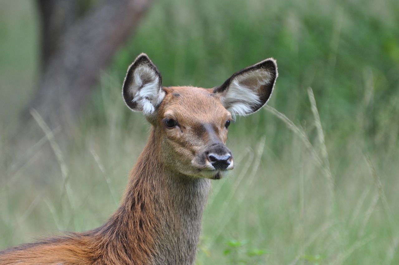 hinde veluwe nature free photo