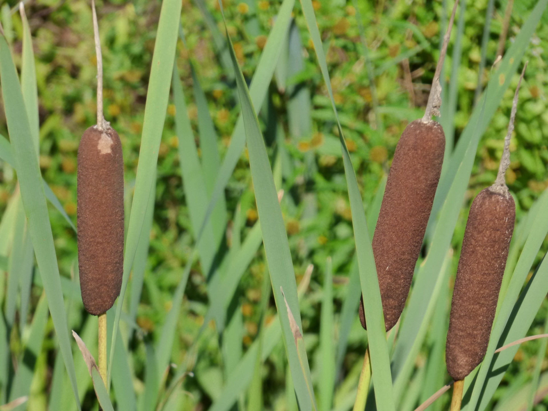 reed cattail plant free photo
