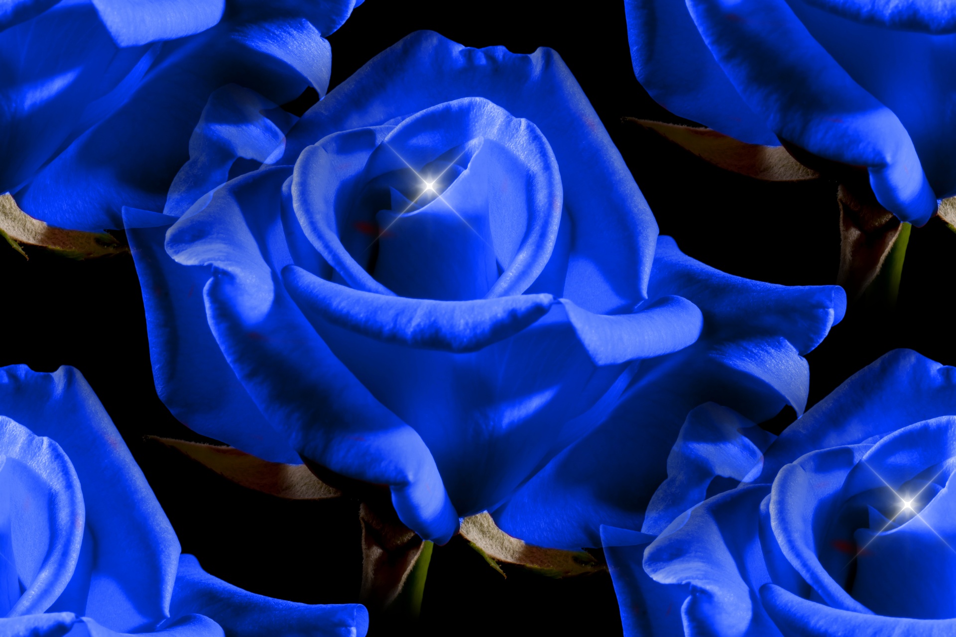 roses blue background free photo