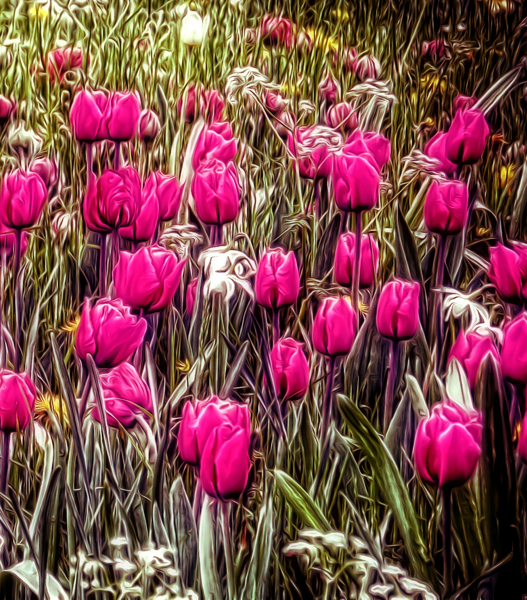 tulips grass meadow free photo
