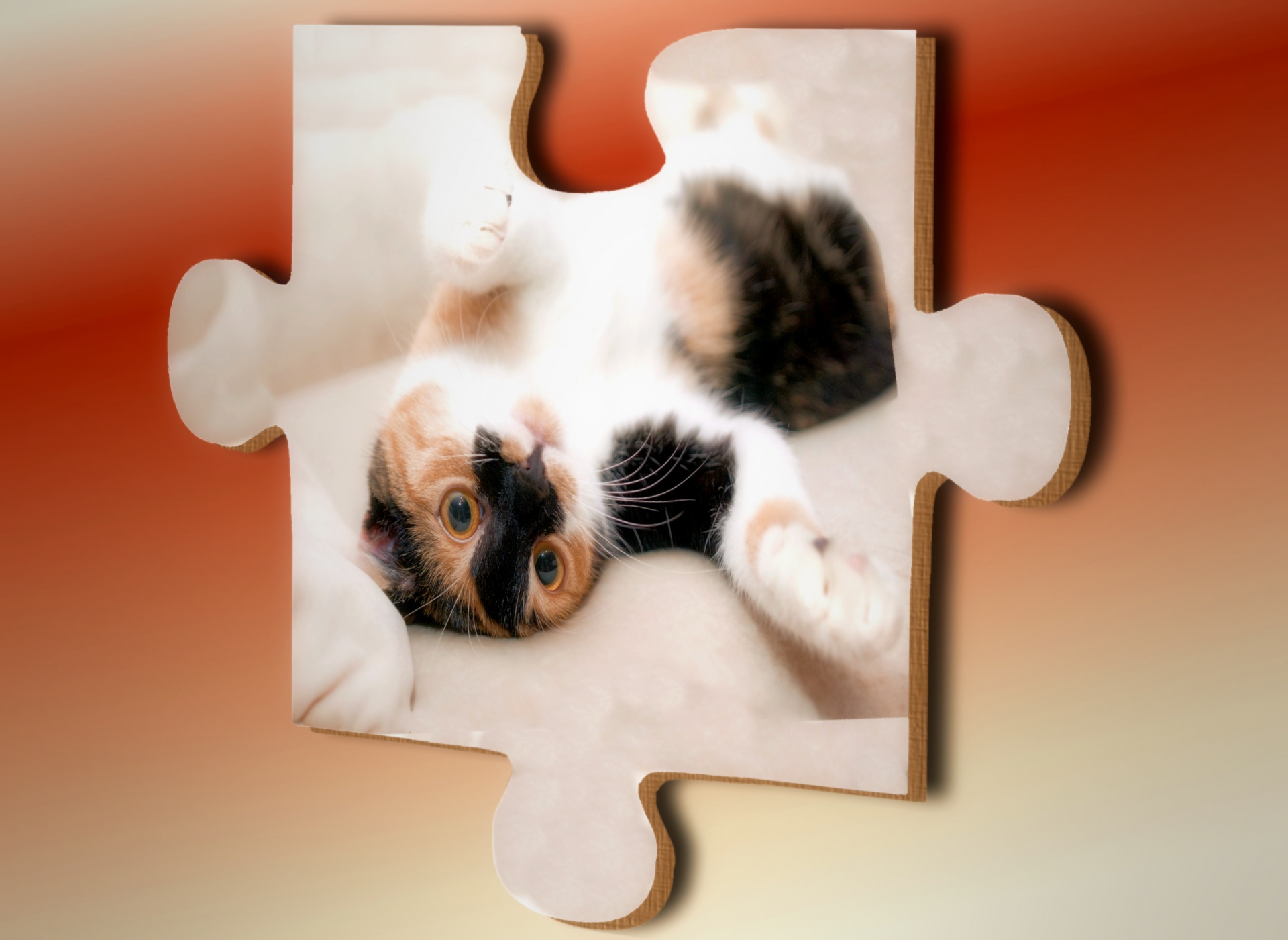 puzzle cat share free photo