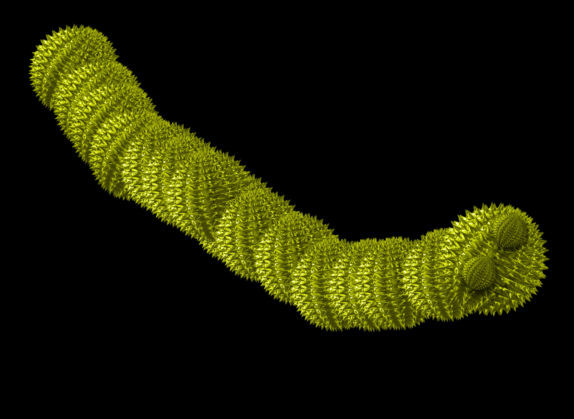 worm background animal free photo