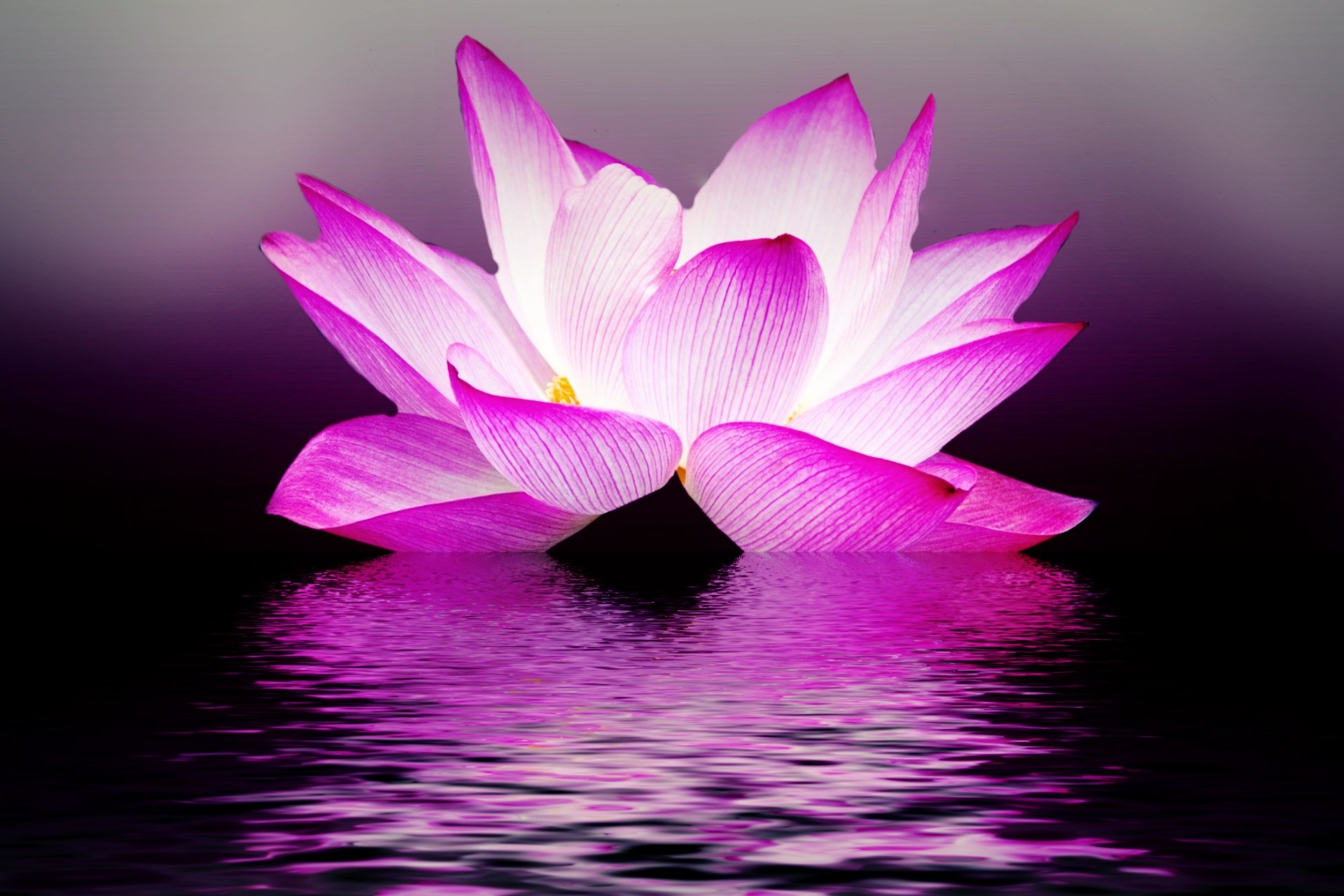 lotus flower summer free photo