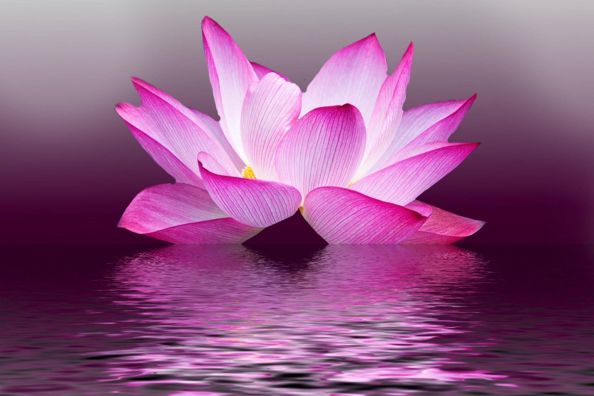 lotus flower summer free photo