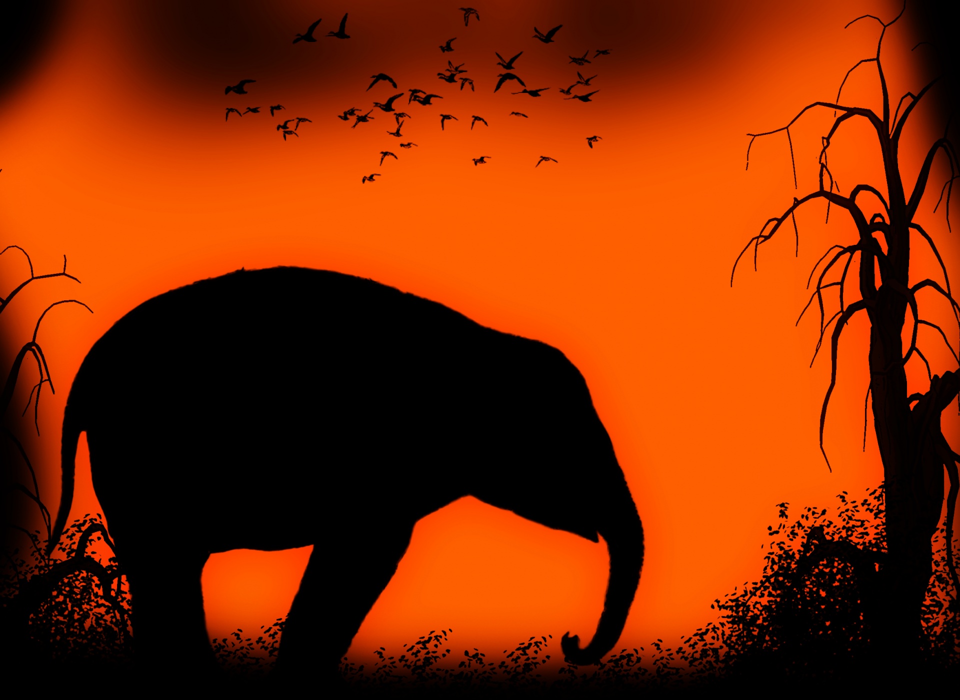 elephant tree silhouette free photo