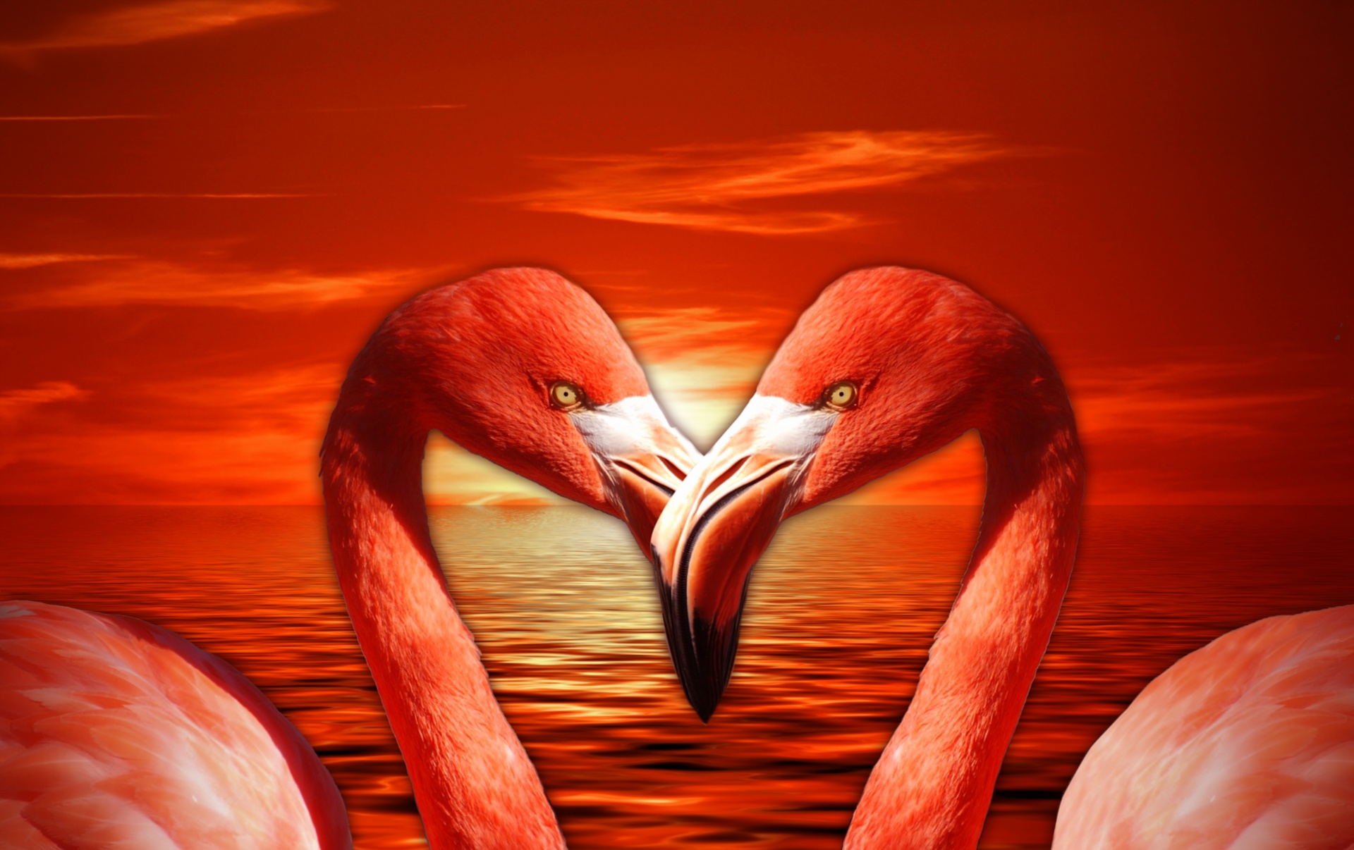 flamingo valentine heart free photo
