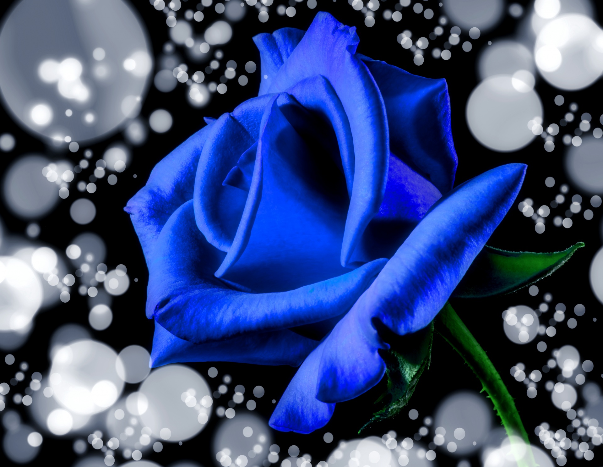 blue rose bloom free photo