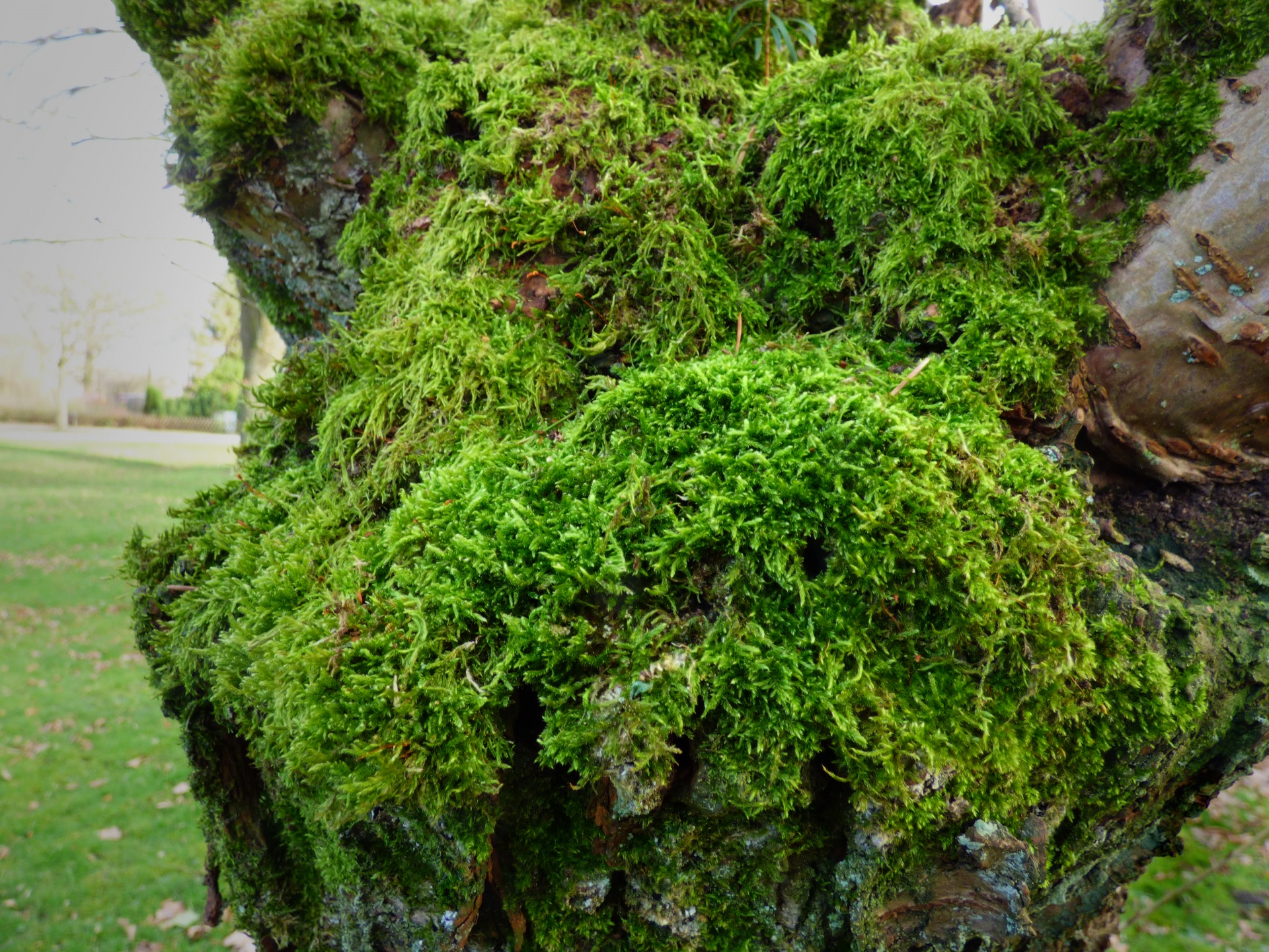 moss tree vegetation free photo