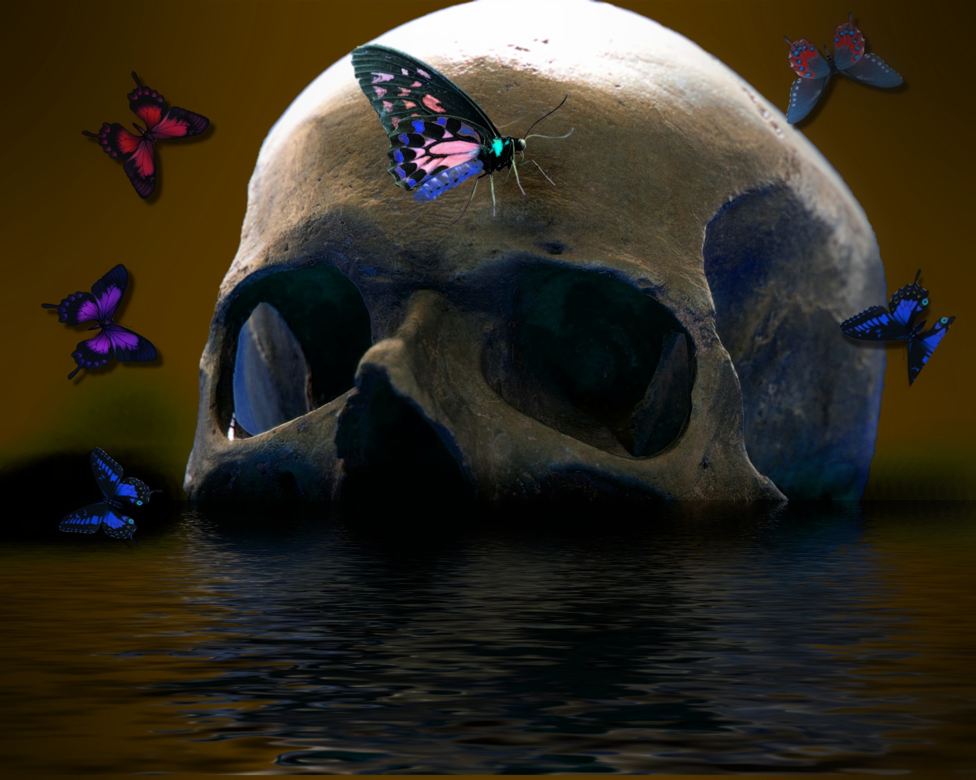 skull banner header free photo