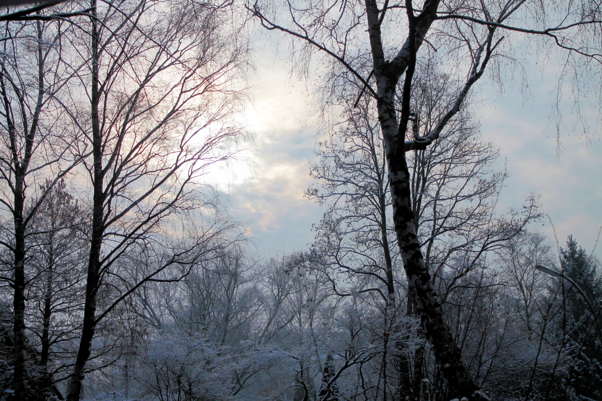 tree winter snow free photo