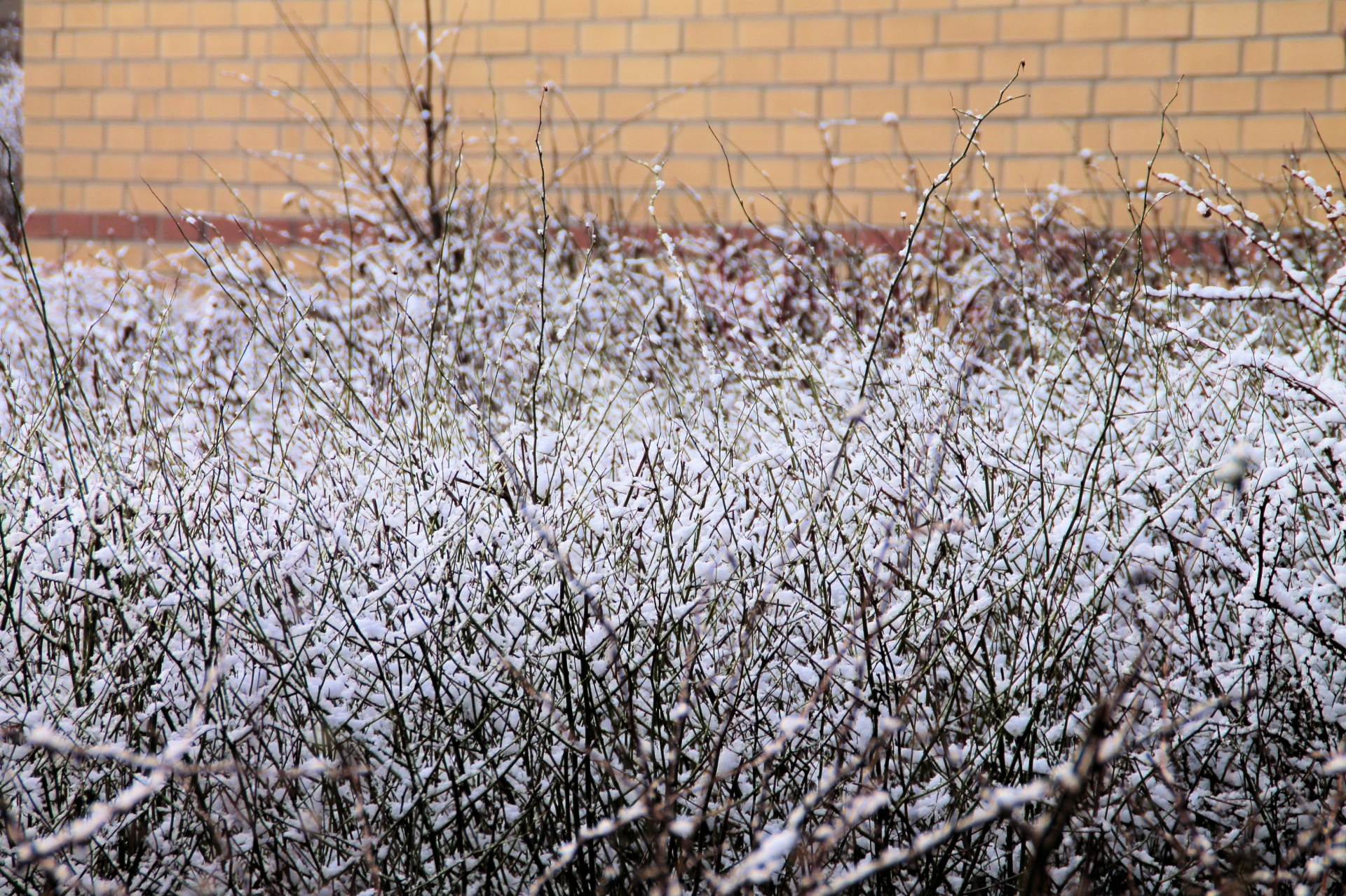 tree winter snow free photo