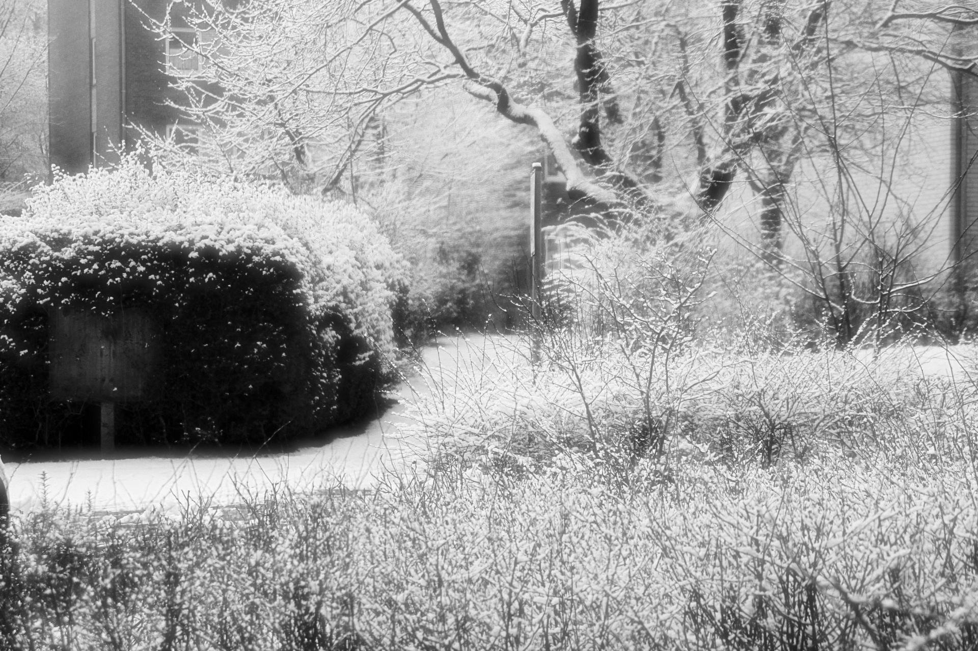 tree winter snow free photo