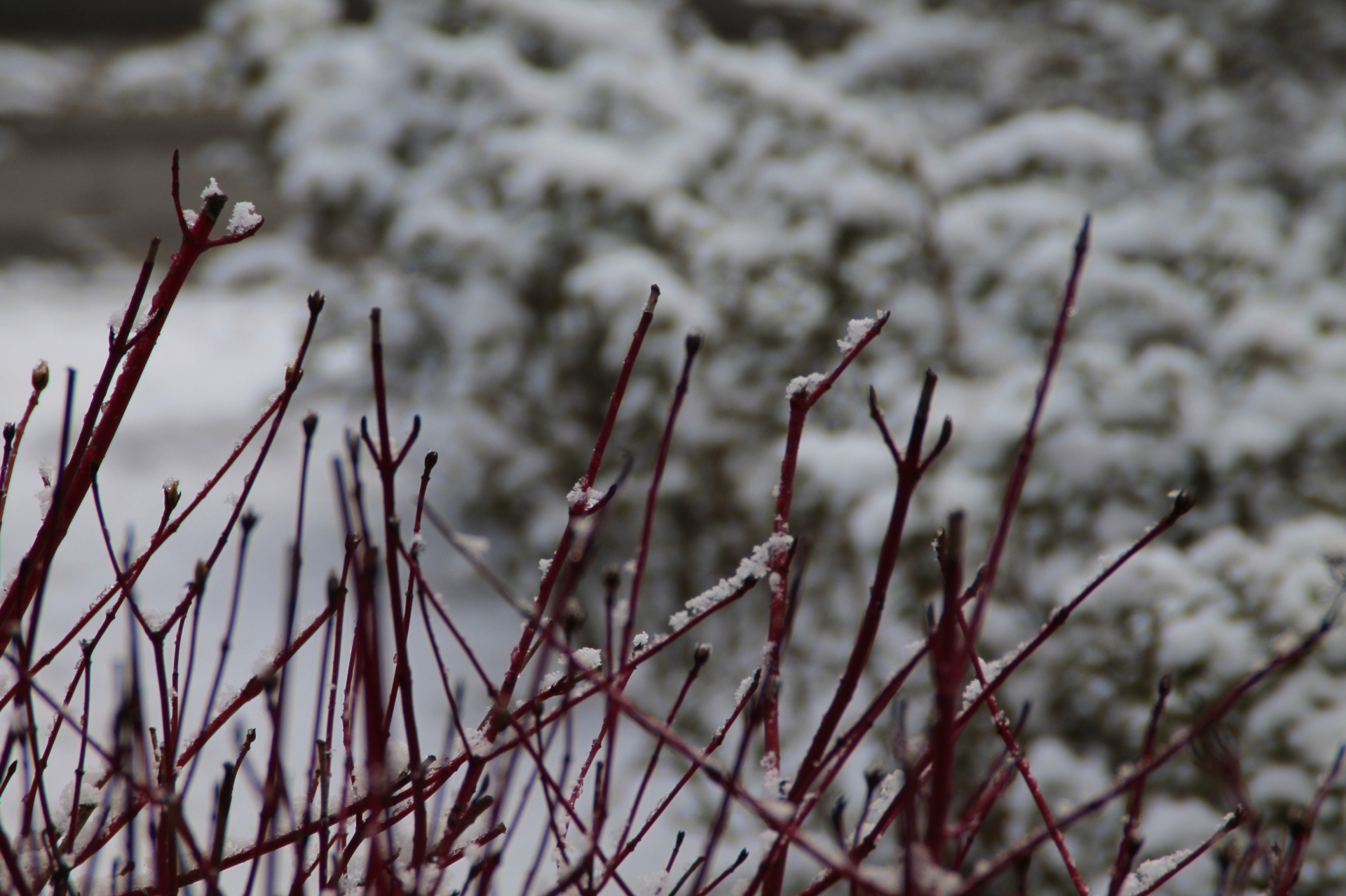 tree winter snow free photo