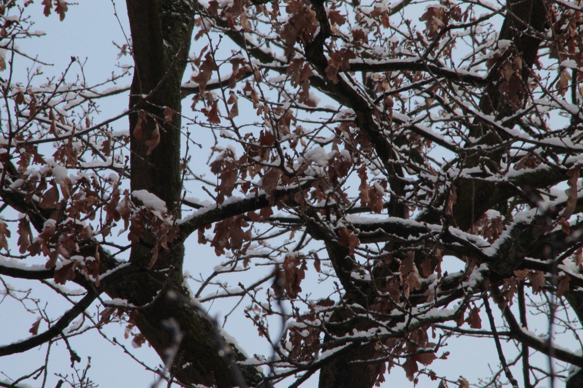 tree winter snow free photo