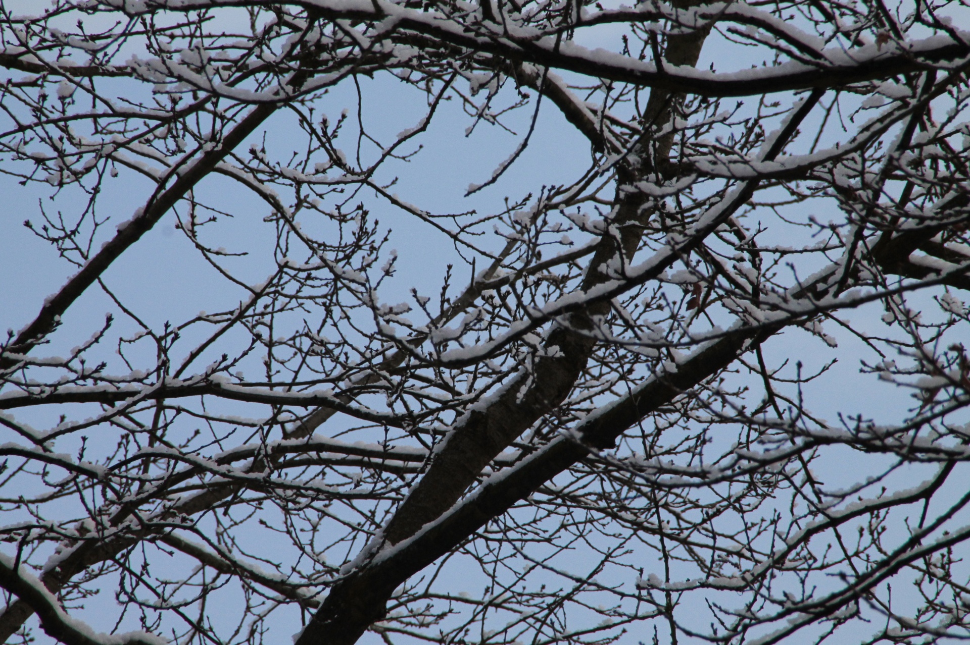 tree winter snow free photo