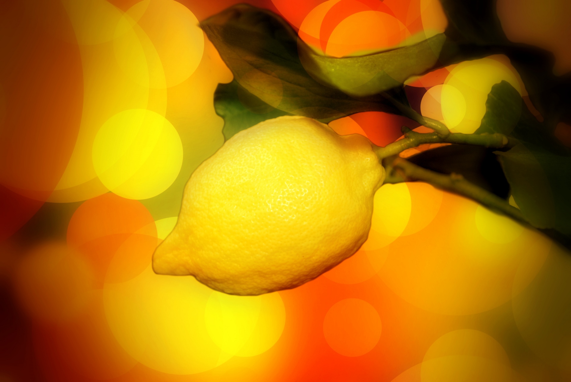 lemon tree nature free photo