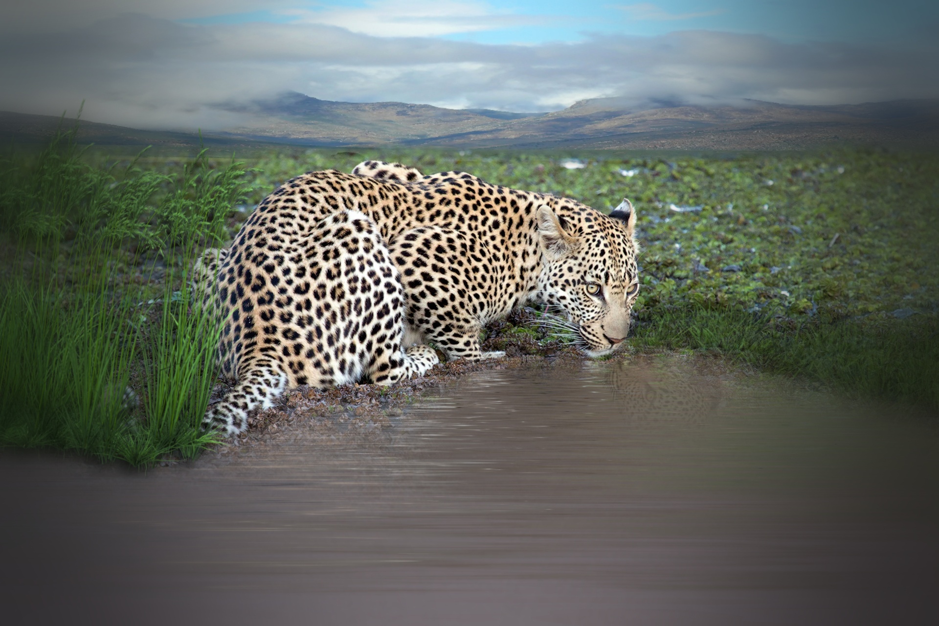 leopard animal drinking free photo