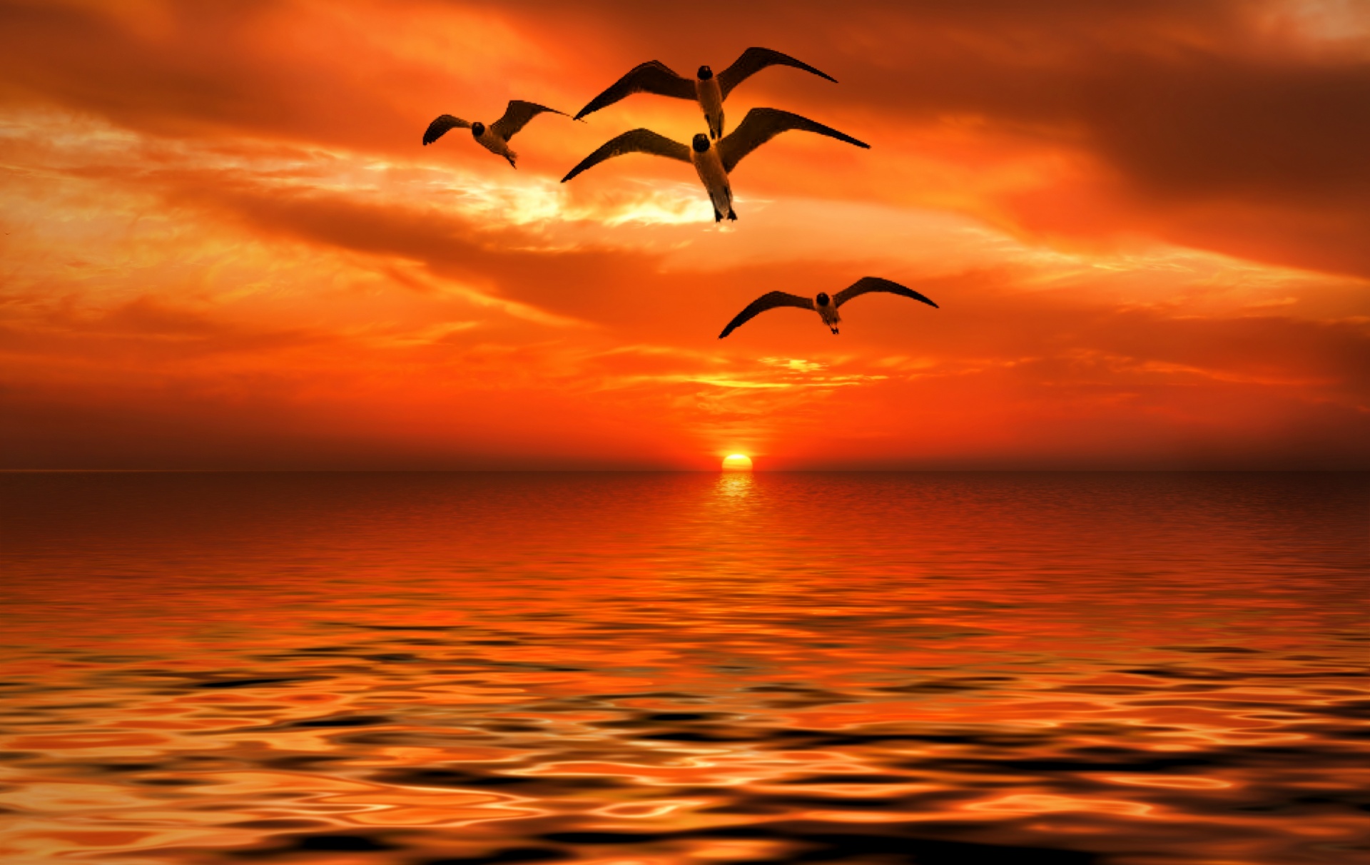 gull bird sunrise free photo