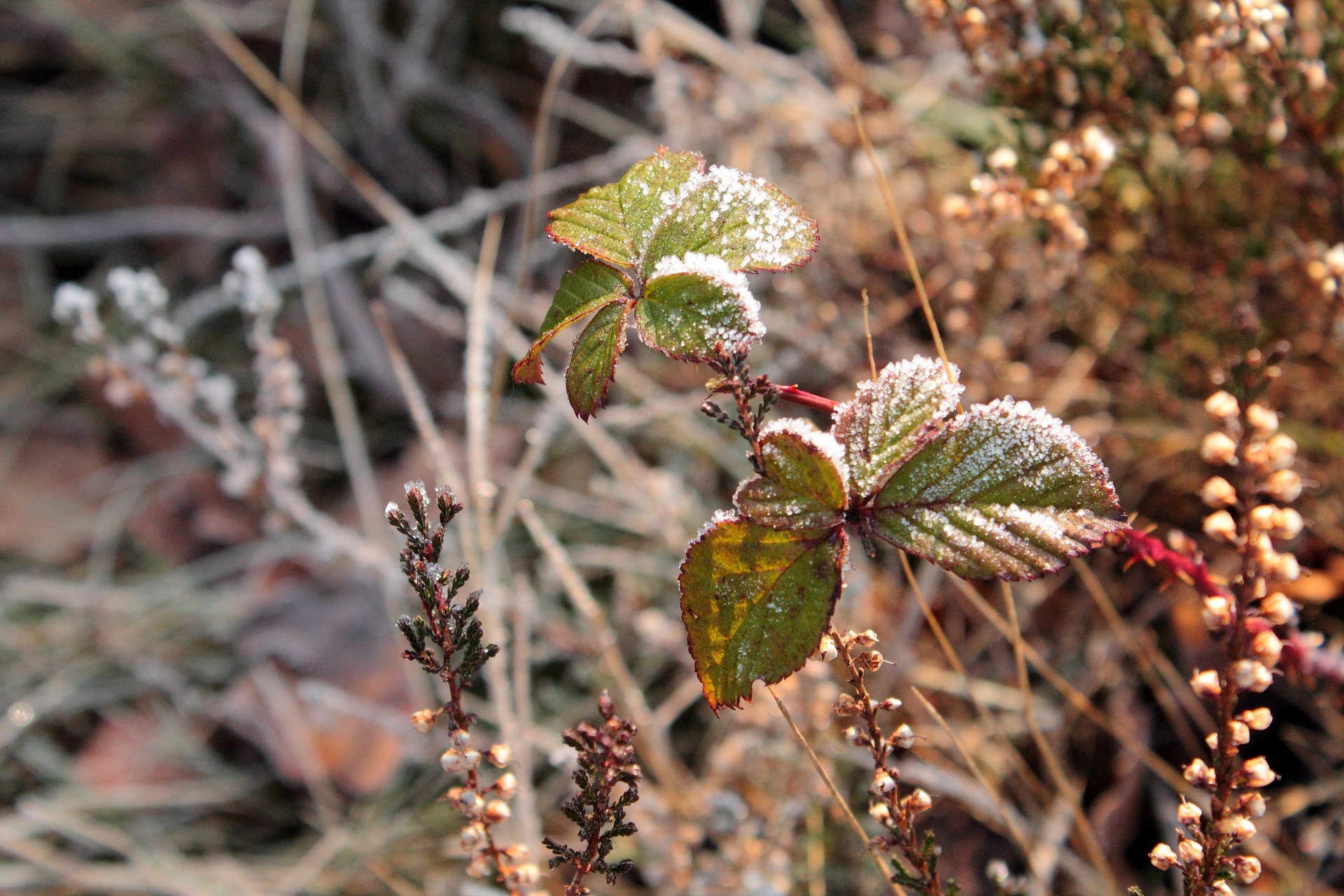 plant frozen hoarfrost free photo