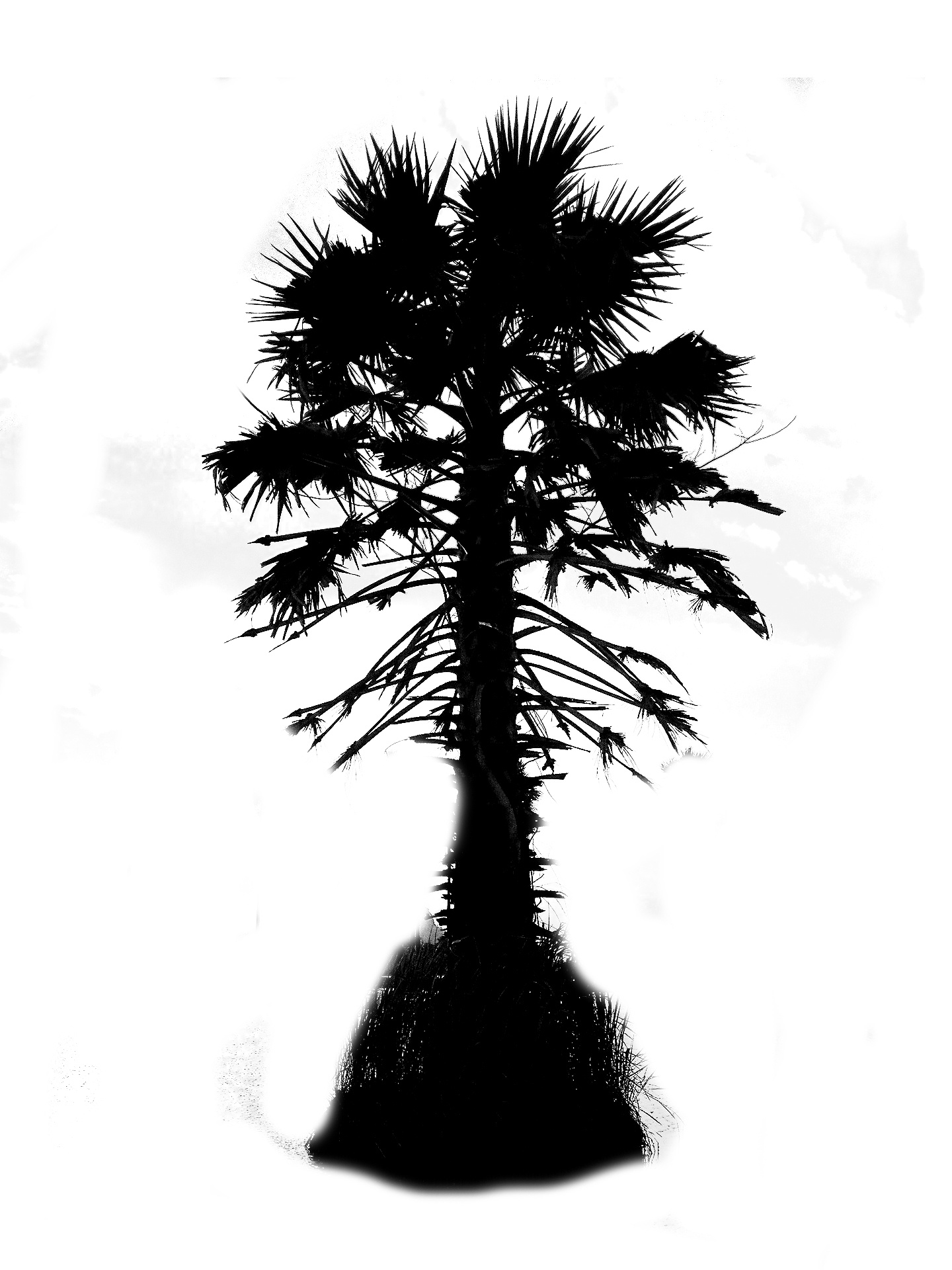 palm plant silhouette free photo