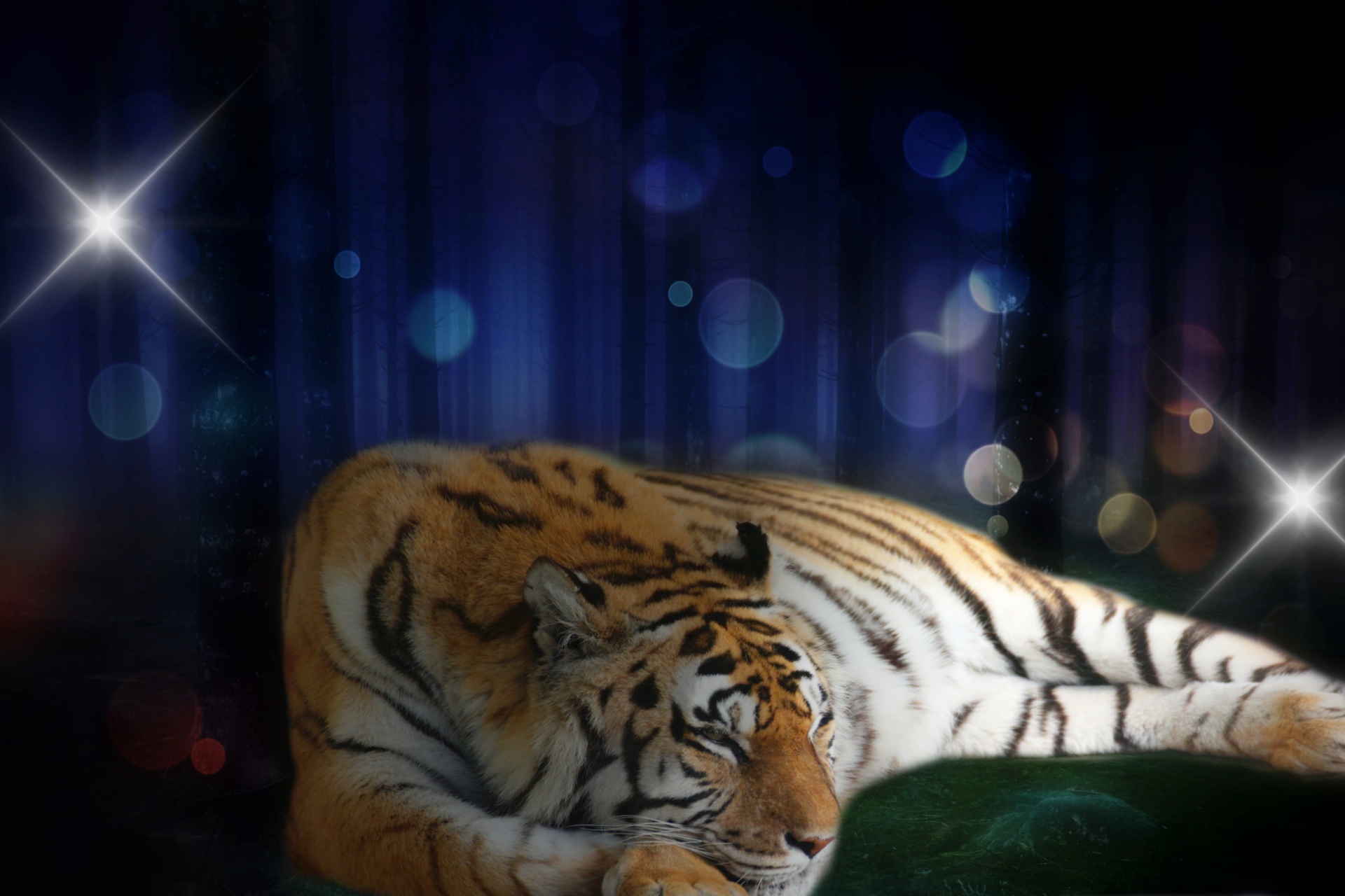 tiger light forest free photo