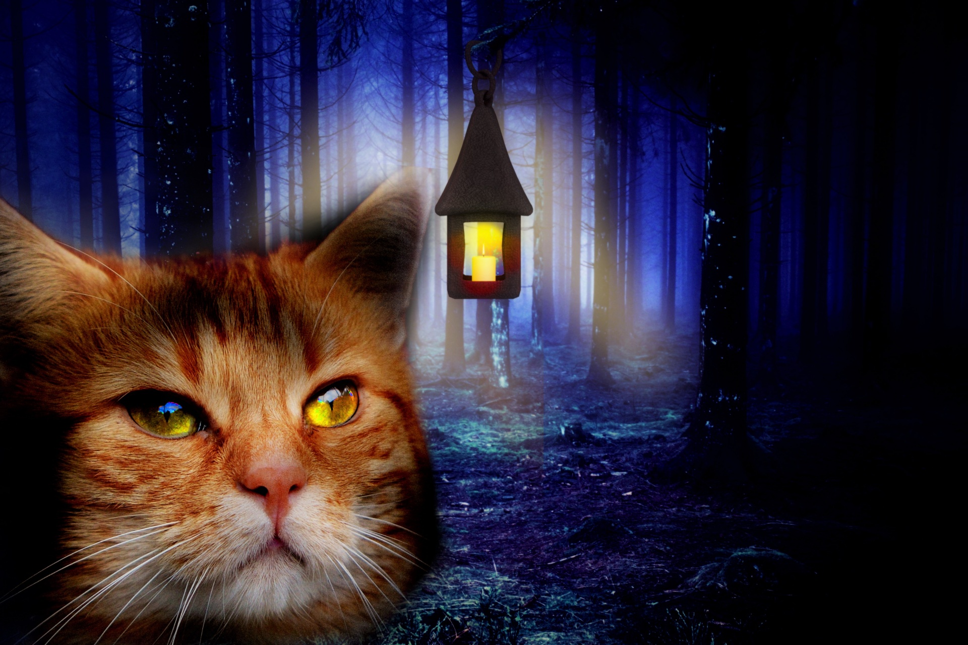 forest cat lantern free photo