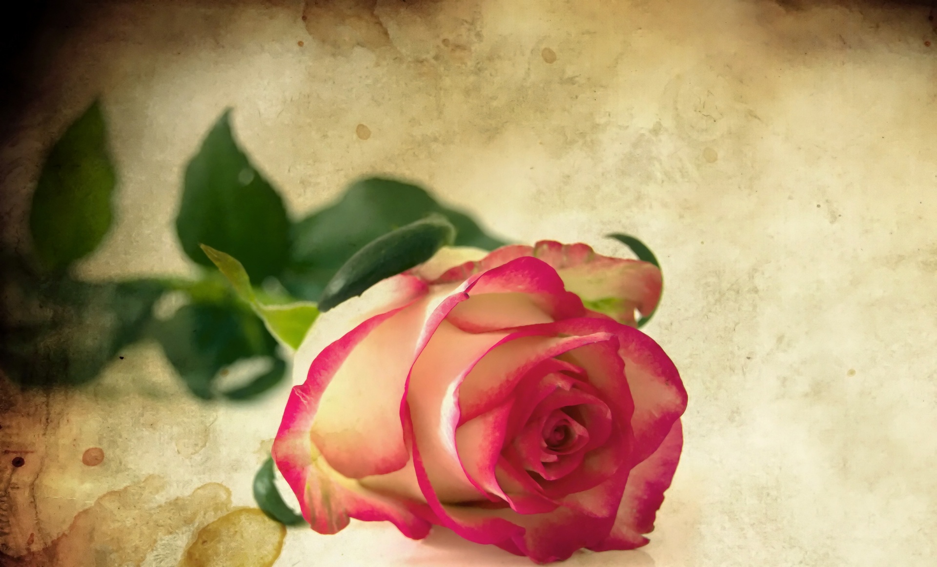 rose background grunge free photo