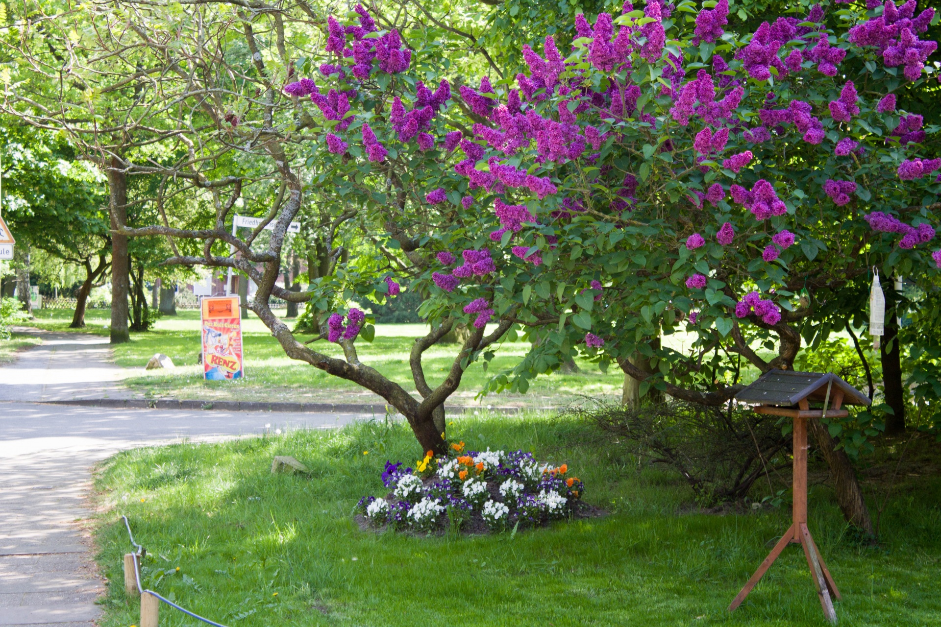 tree bird house free photo