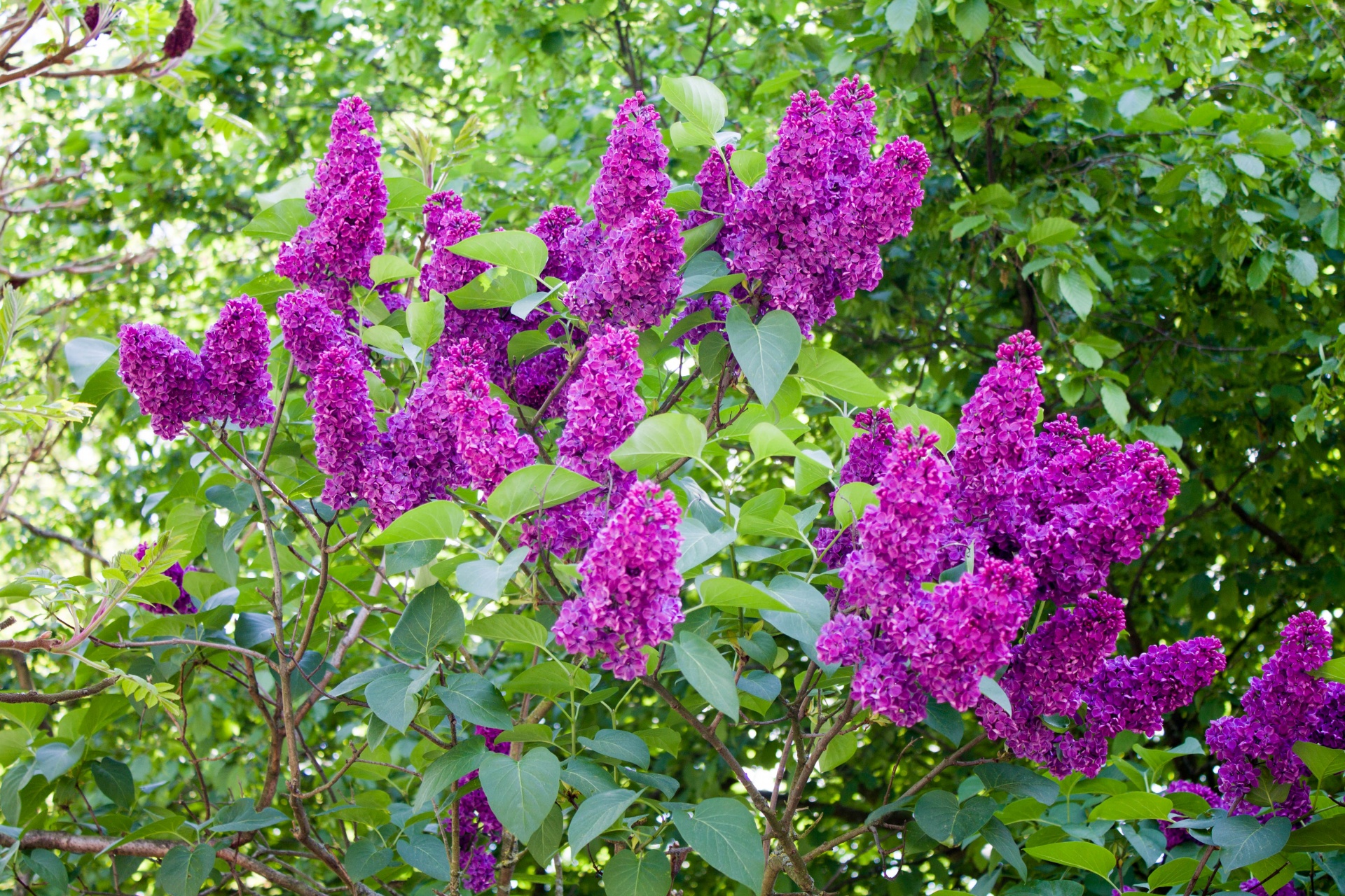 flower bush lilac free photo