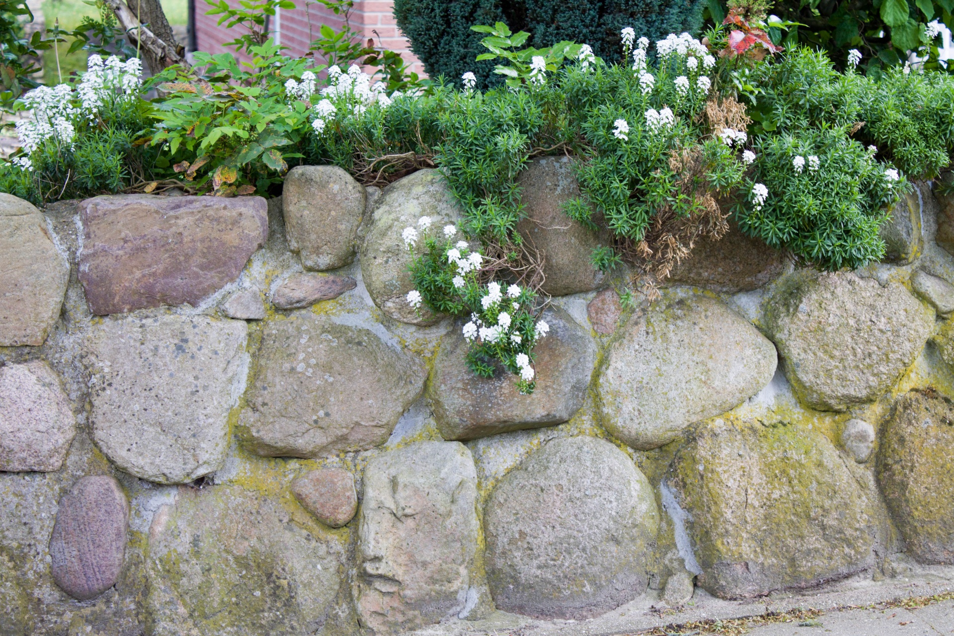 wall flower stone free photo