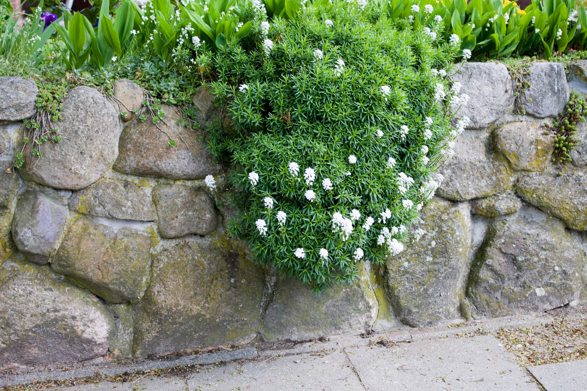 wall flower stone free photo