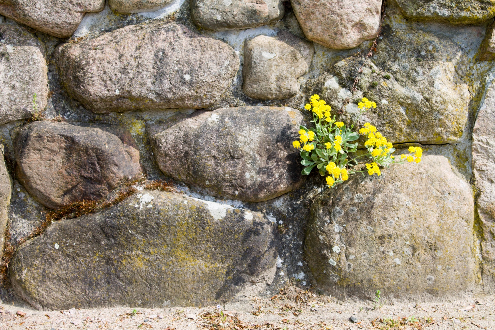 wall flower stone free photo