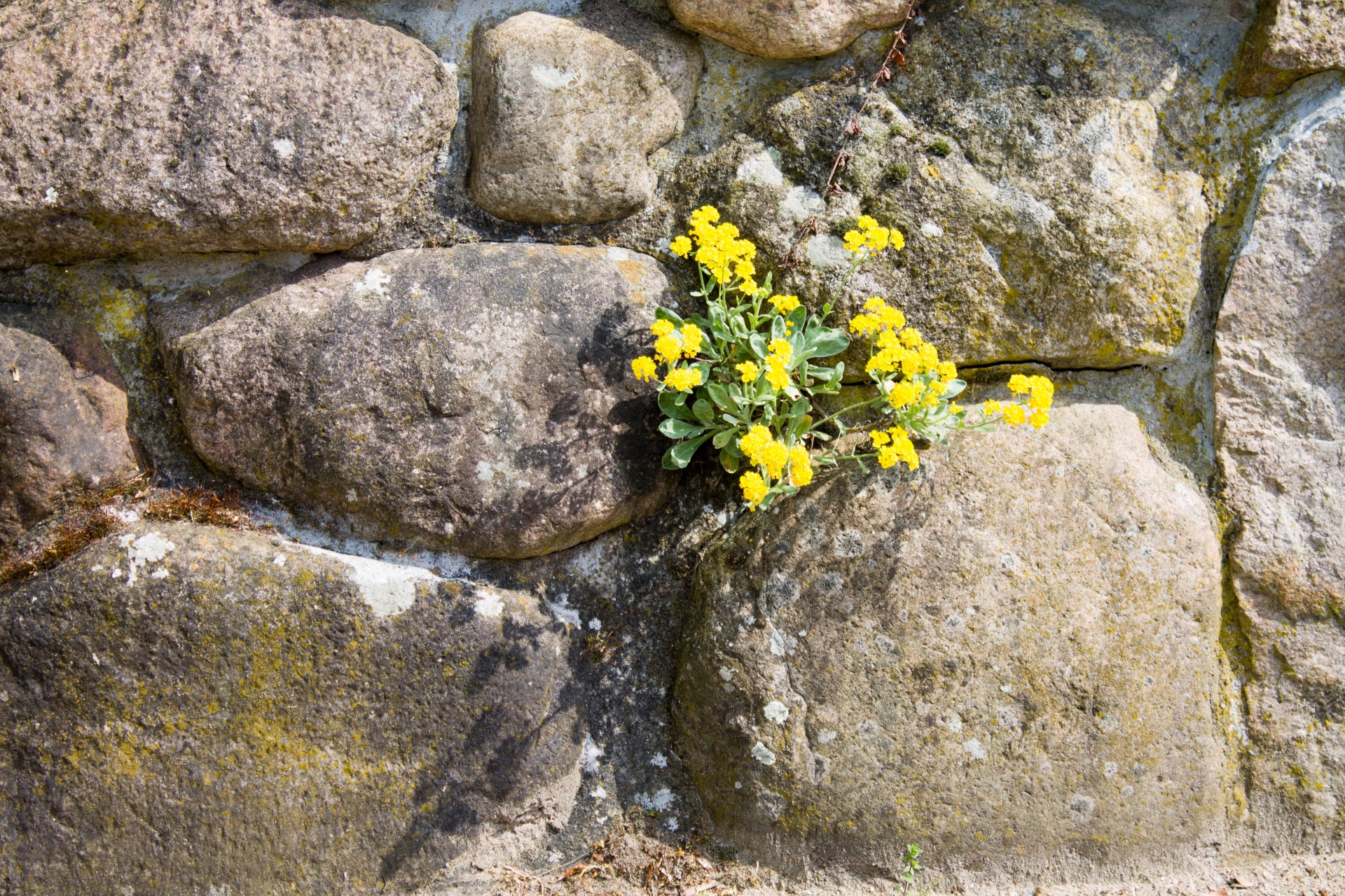 wall flower stone free photo