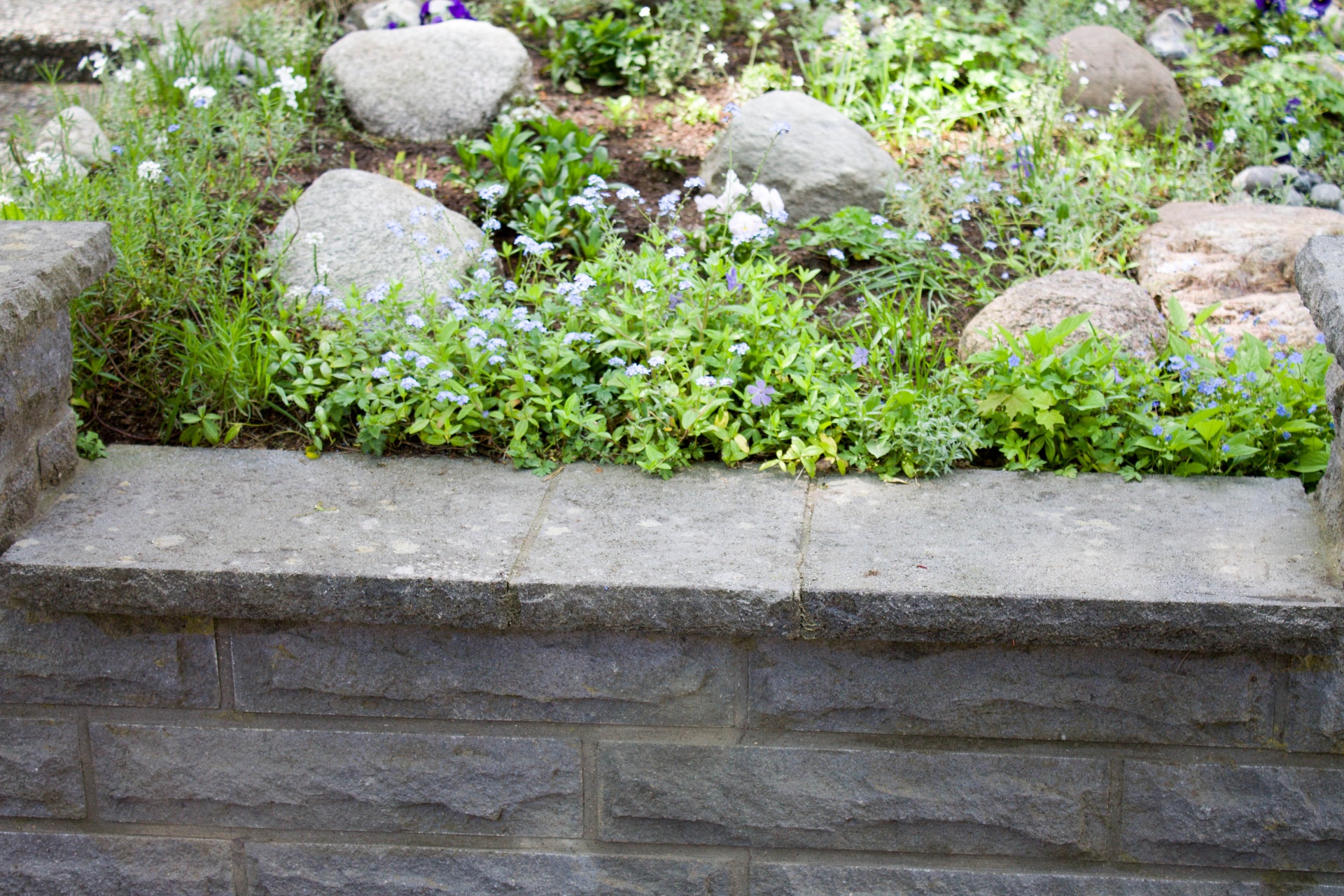 wall flower stone free photo