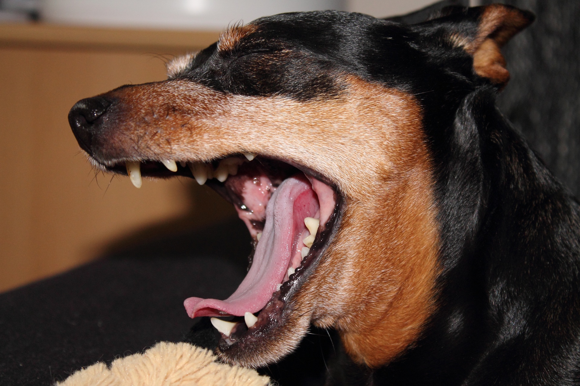 dog tired teeth free photo