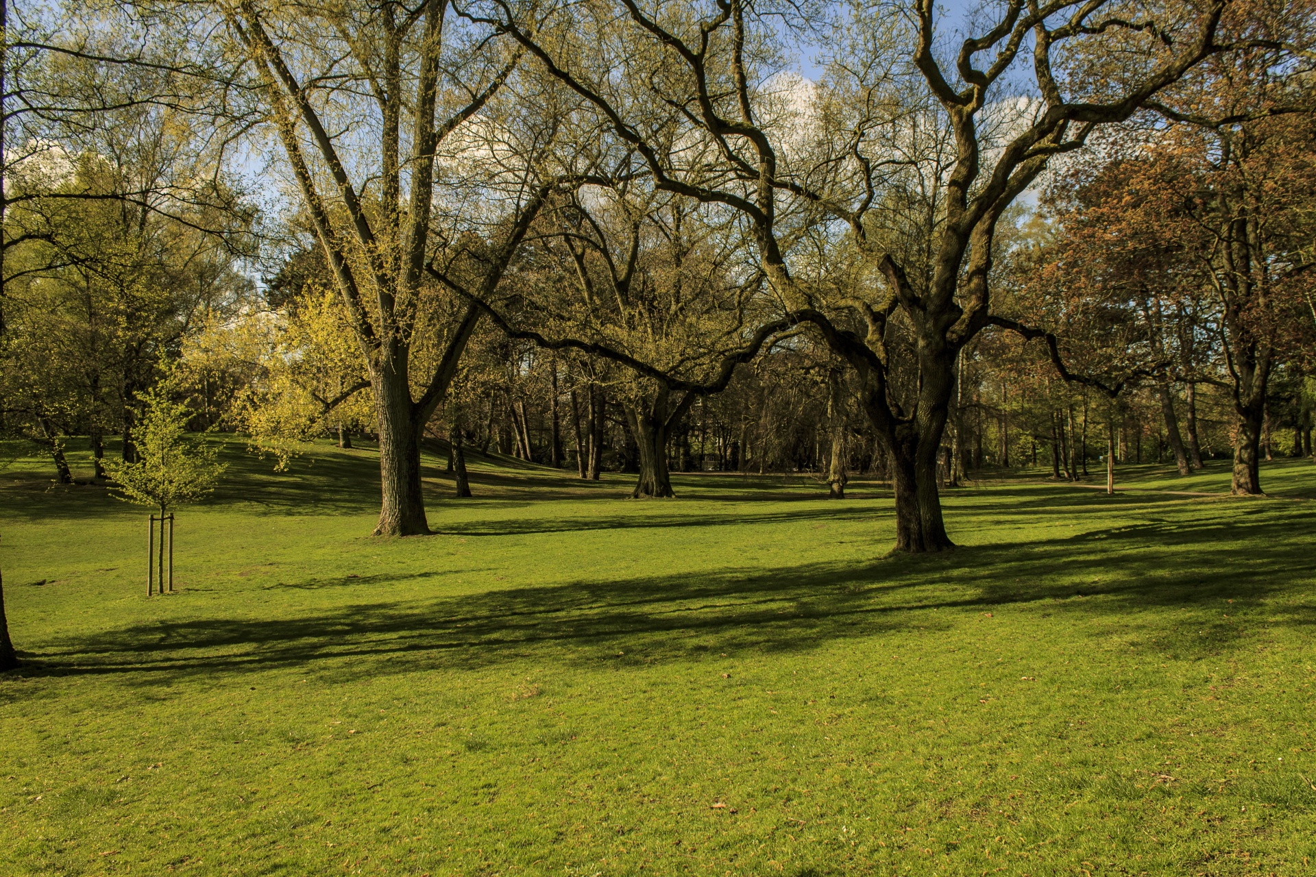 park lawn tree free photo