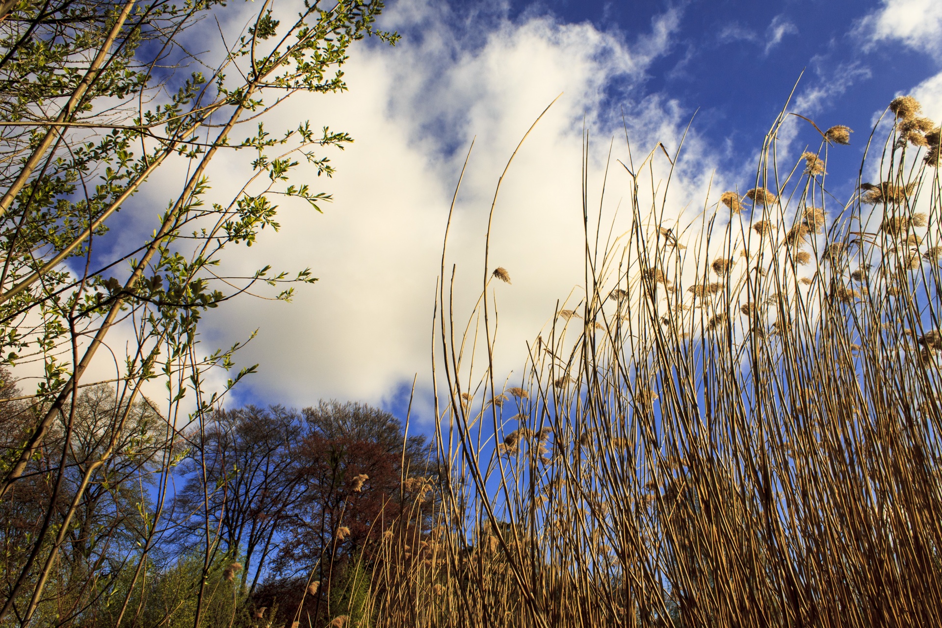 sky plant clouds free photo