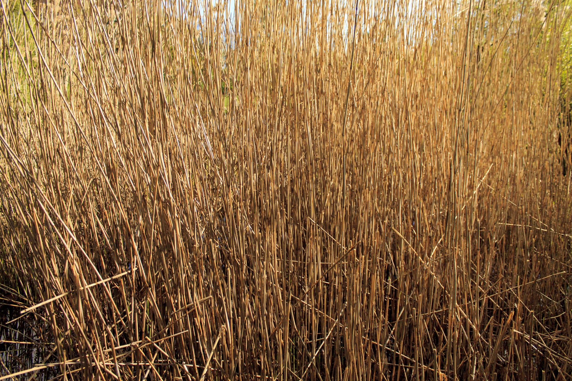 reed reeds bog free photo