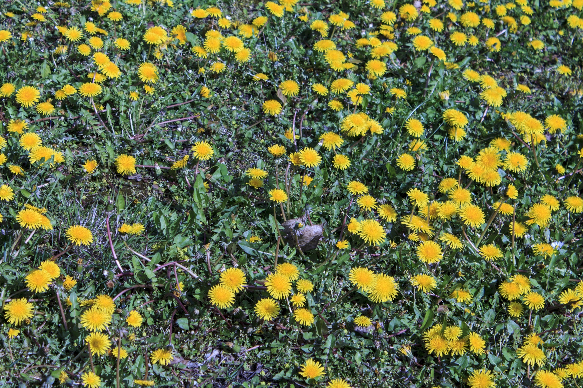 dandelion mountain meadow free photo