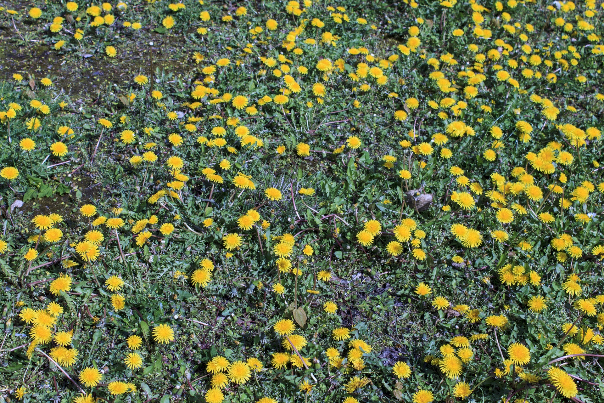 dandelion mountain meadow free photo