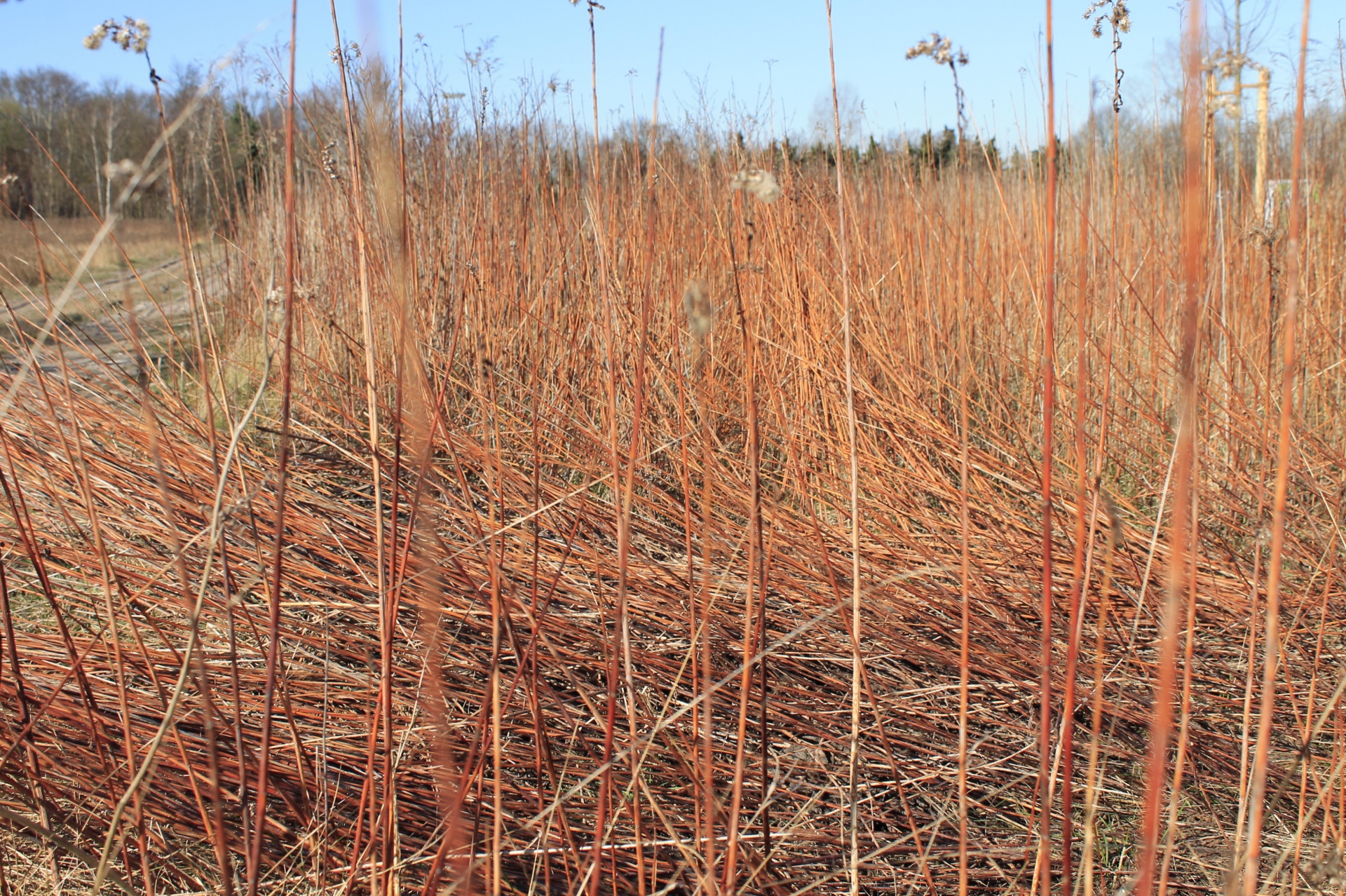 reed reeds bog free photo