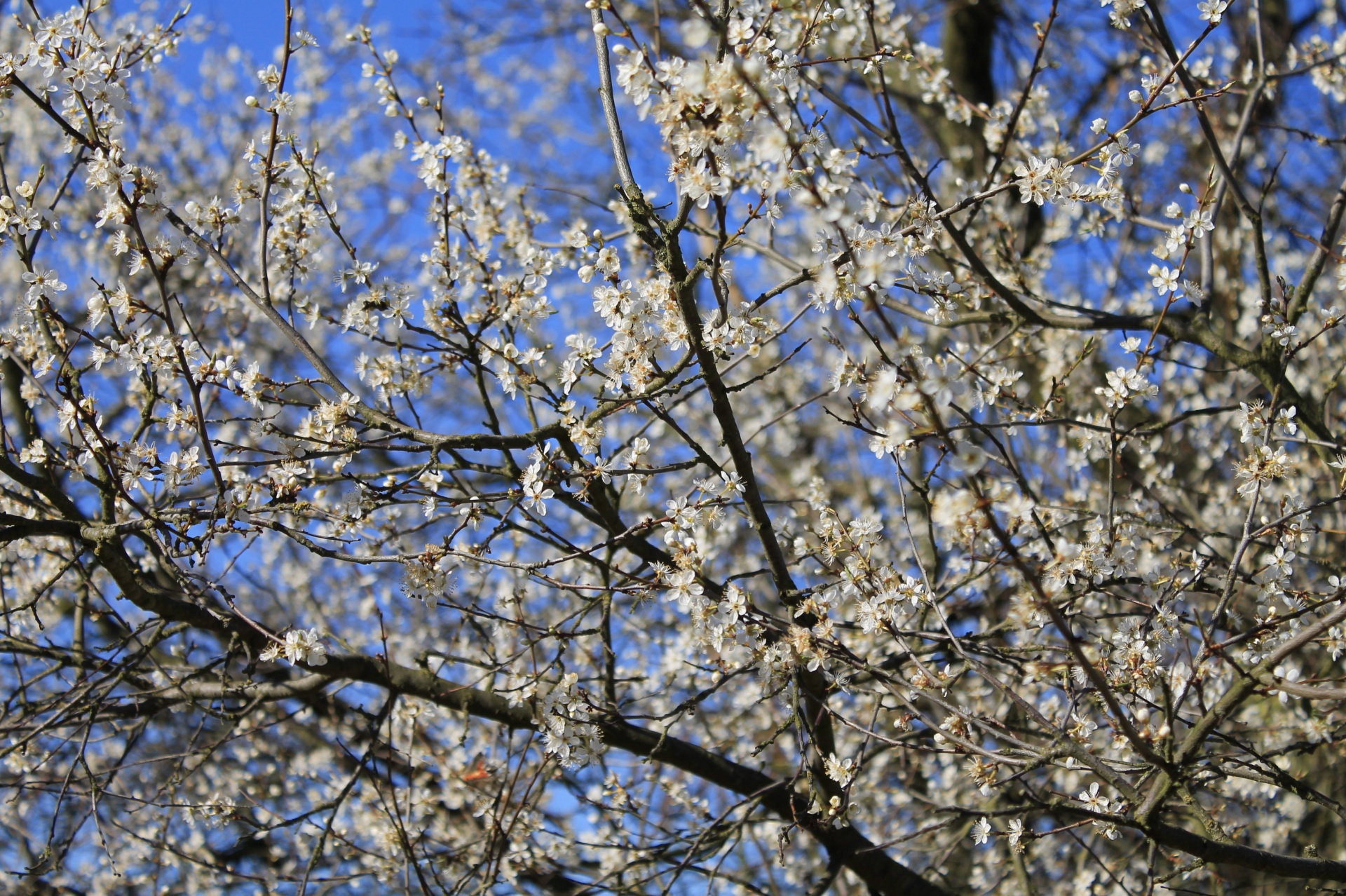 cherry background bokeh free photo