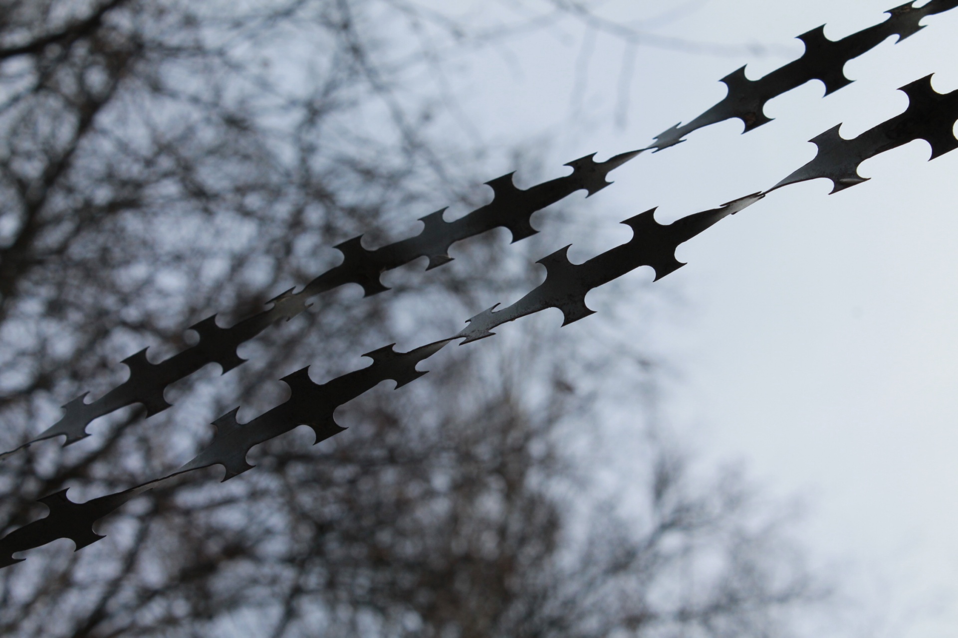 barbed wire fence free photo